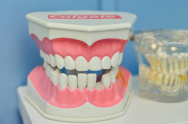 model zubů